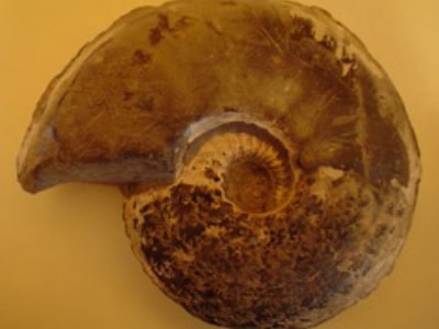 Stone Ammonite